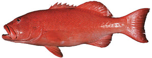 WILD CORAL TROUT (NAGEL)