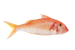 WILD STRIPED RED MULLET (BARBOUNI)