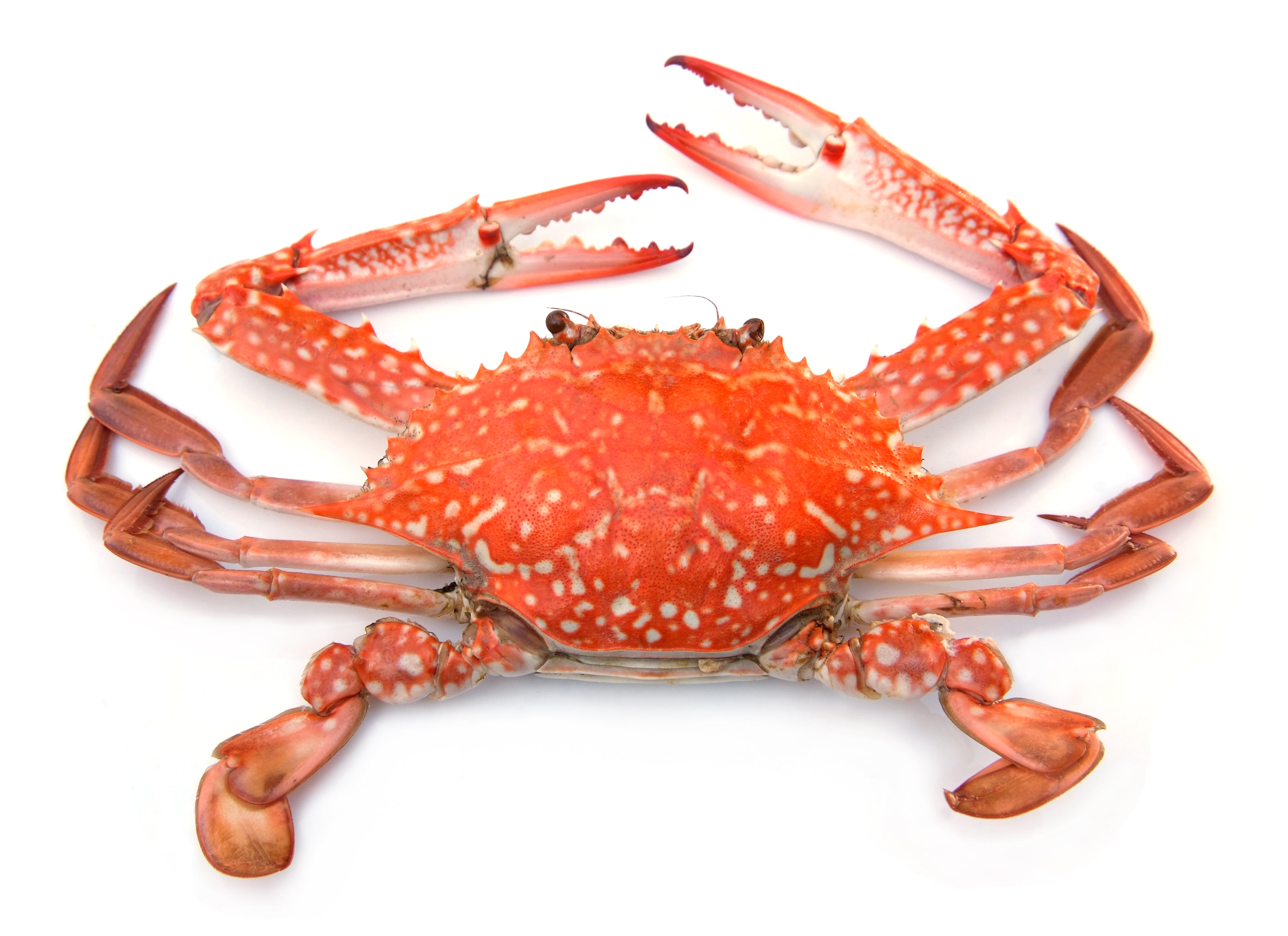 WILD MEDITERRANEAN CRABS