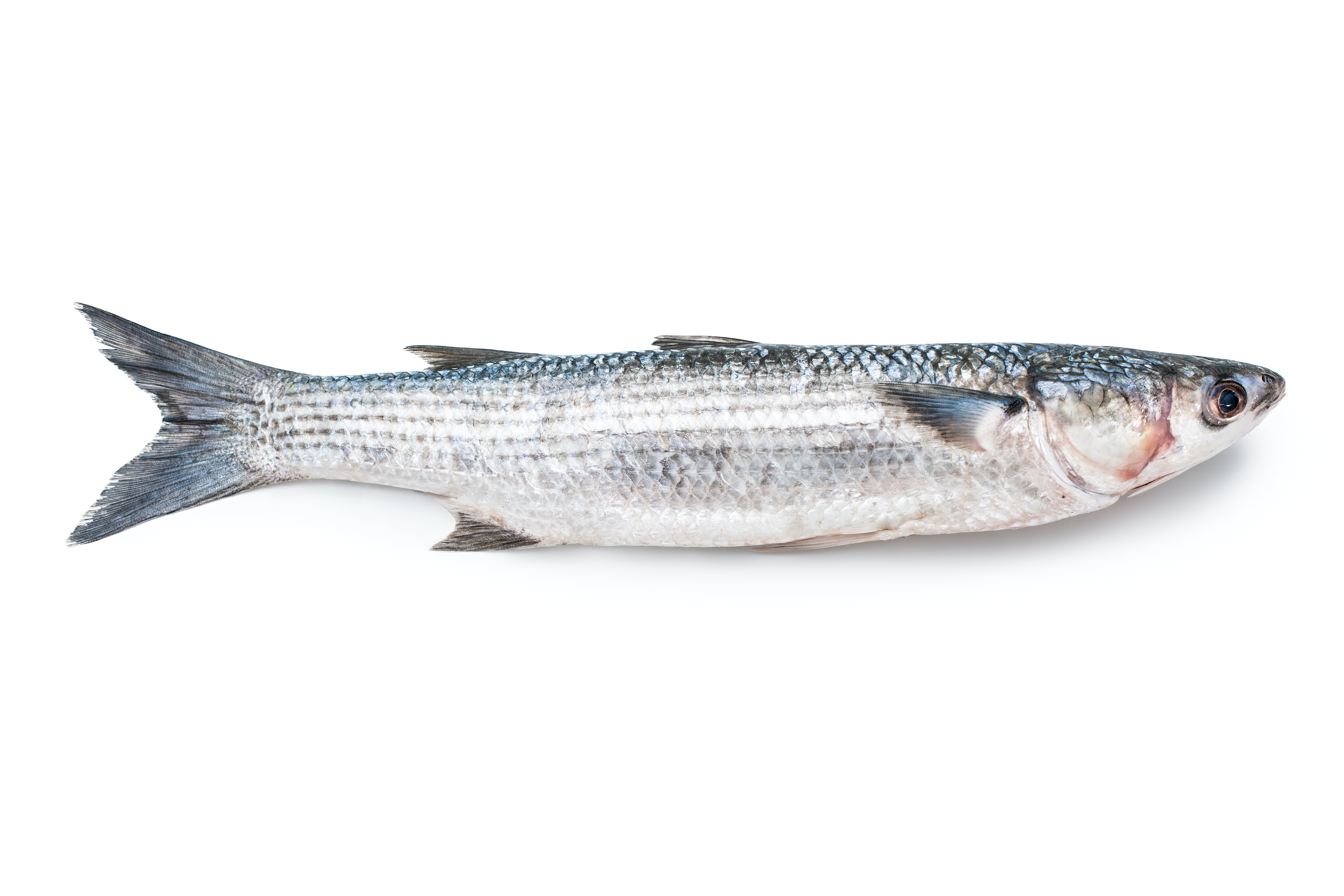 WILD GREY MULLET