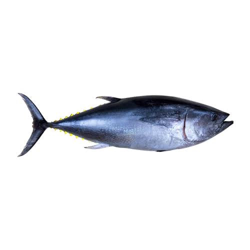 WILD BLUEFIN TUNA