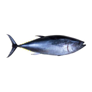 WILD BLUEFIN TUNA