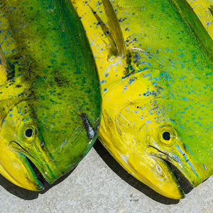 MAHI-MAHI