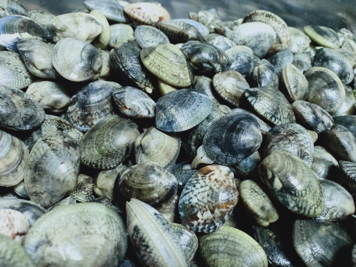 LOCAL CLAMS