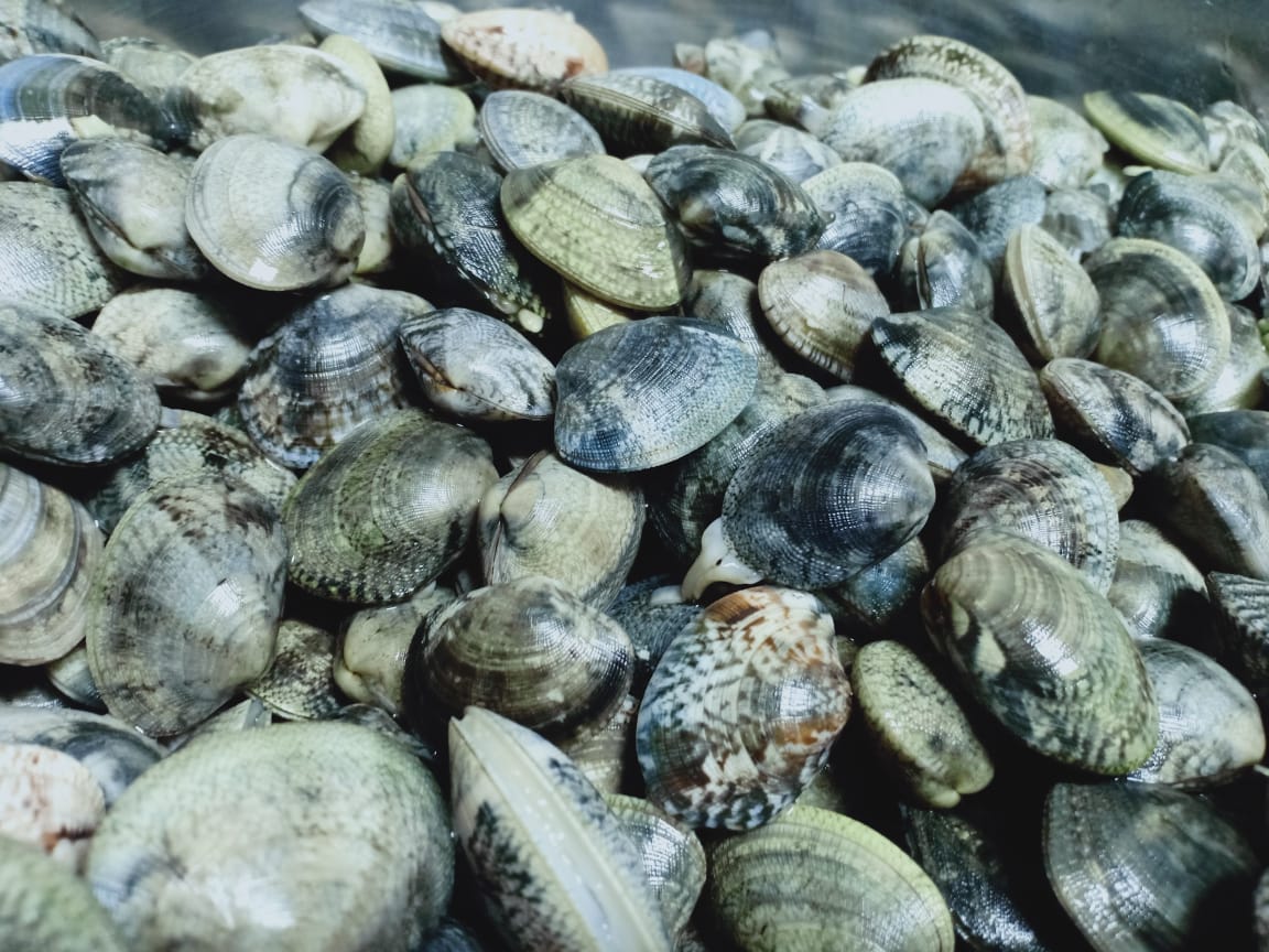 LOCAL MEDITERRANEAN CLAMS