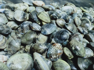 LOCAL MEDITERRANEAN CLAMS