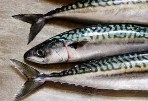 NORWEGIAN ATLANTIC MACKEREL