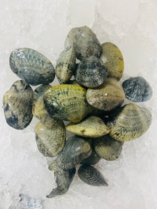 LOCAL MEDITERRANEAN CLAMS