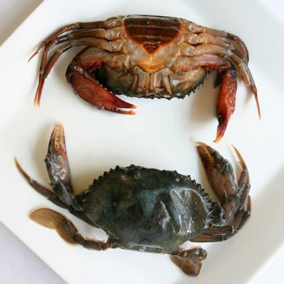 SOFT SHELL CRABS