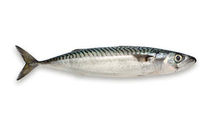 NORWEGIAN ATLANTIC MACKEREL