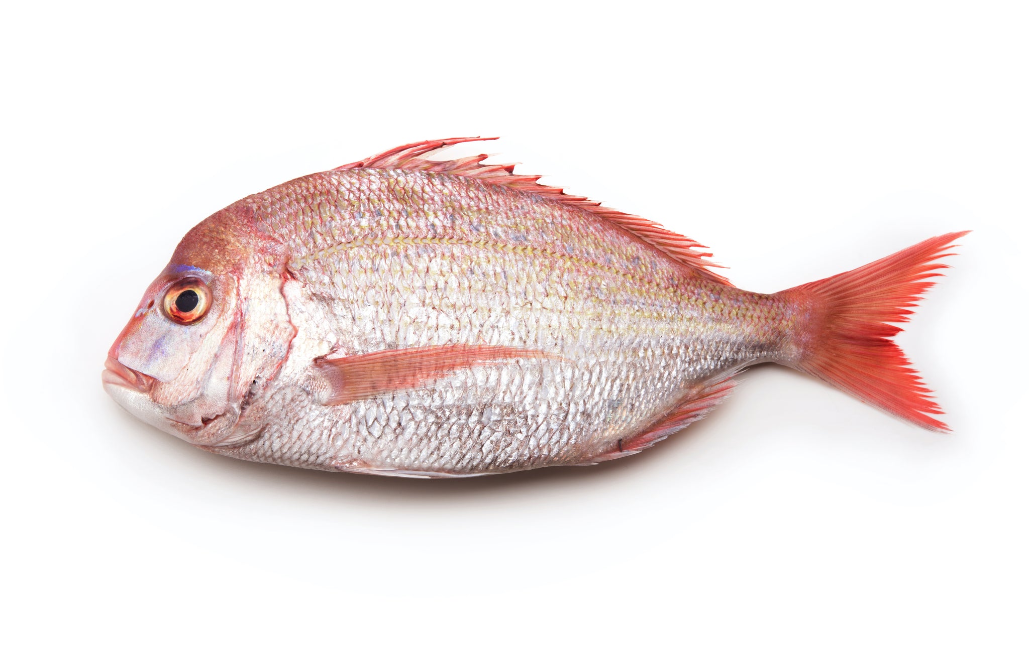 Whole Fish – SEASALT