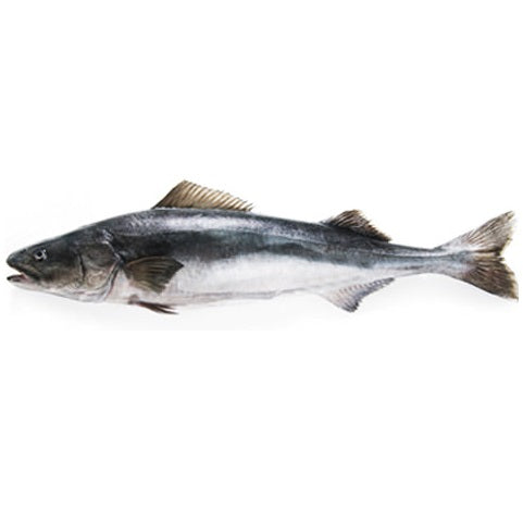 BLACK COD