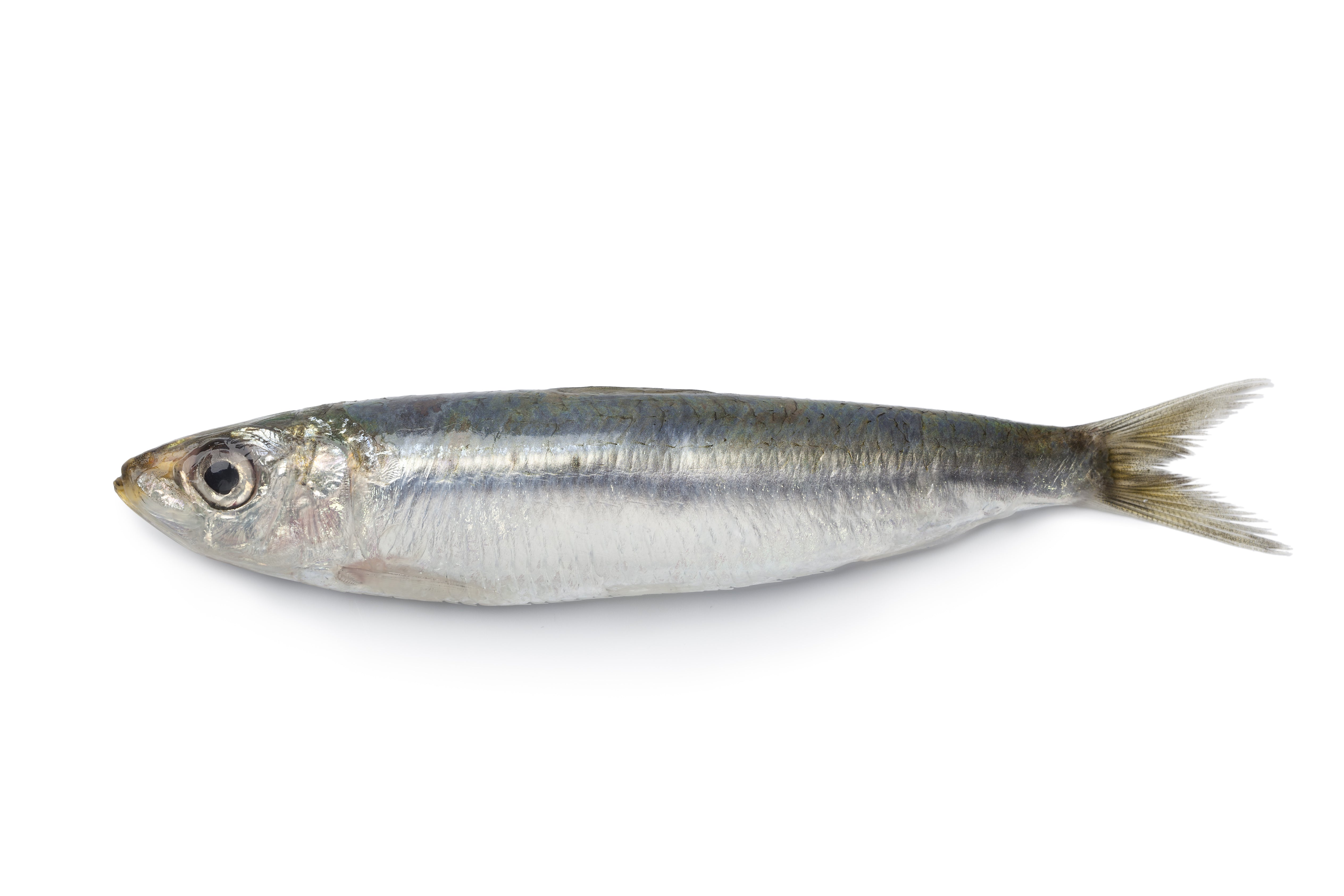 WILD SARDINE