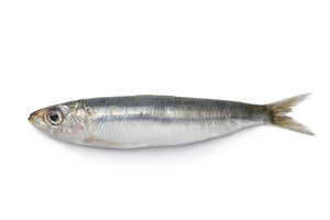 WILD SARDINE