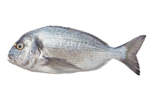 WILD GILT HEAD BREAM FILLET