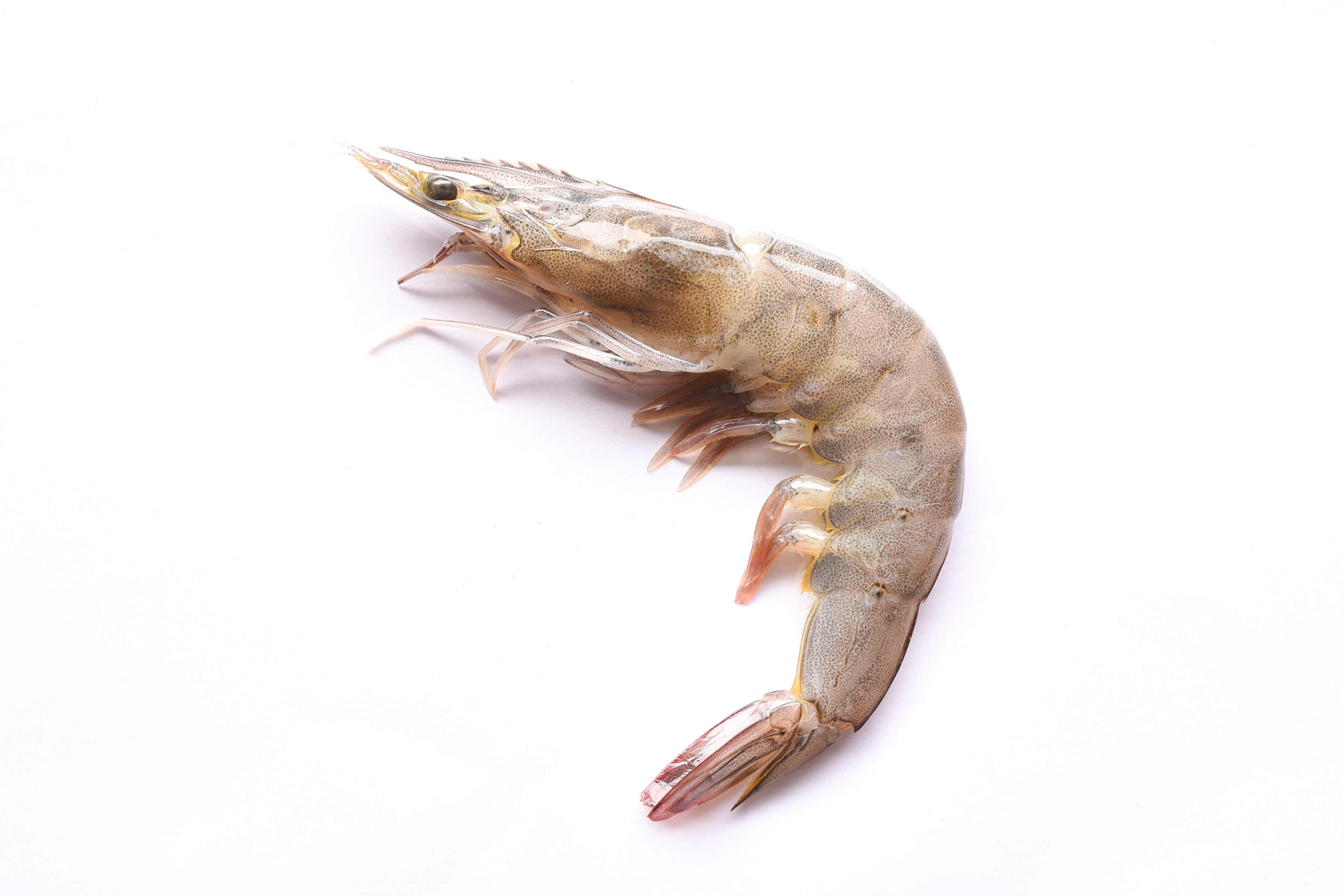 WILD SHRIMP (PACK 500g)