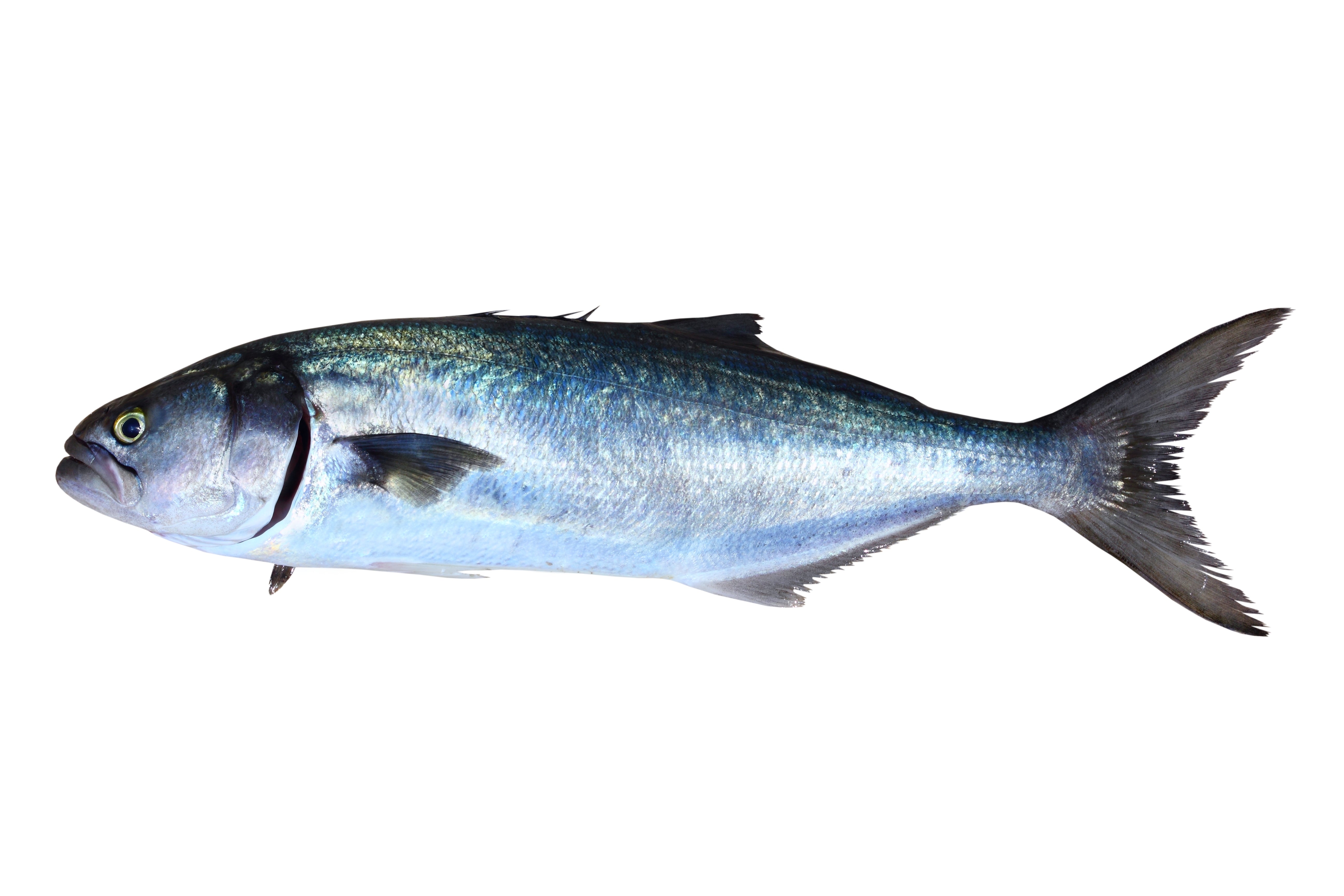 WILD MEDITERRANEAN  BLUE FISH - مياس حر